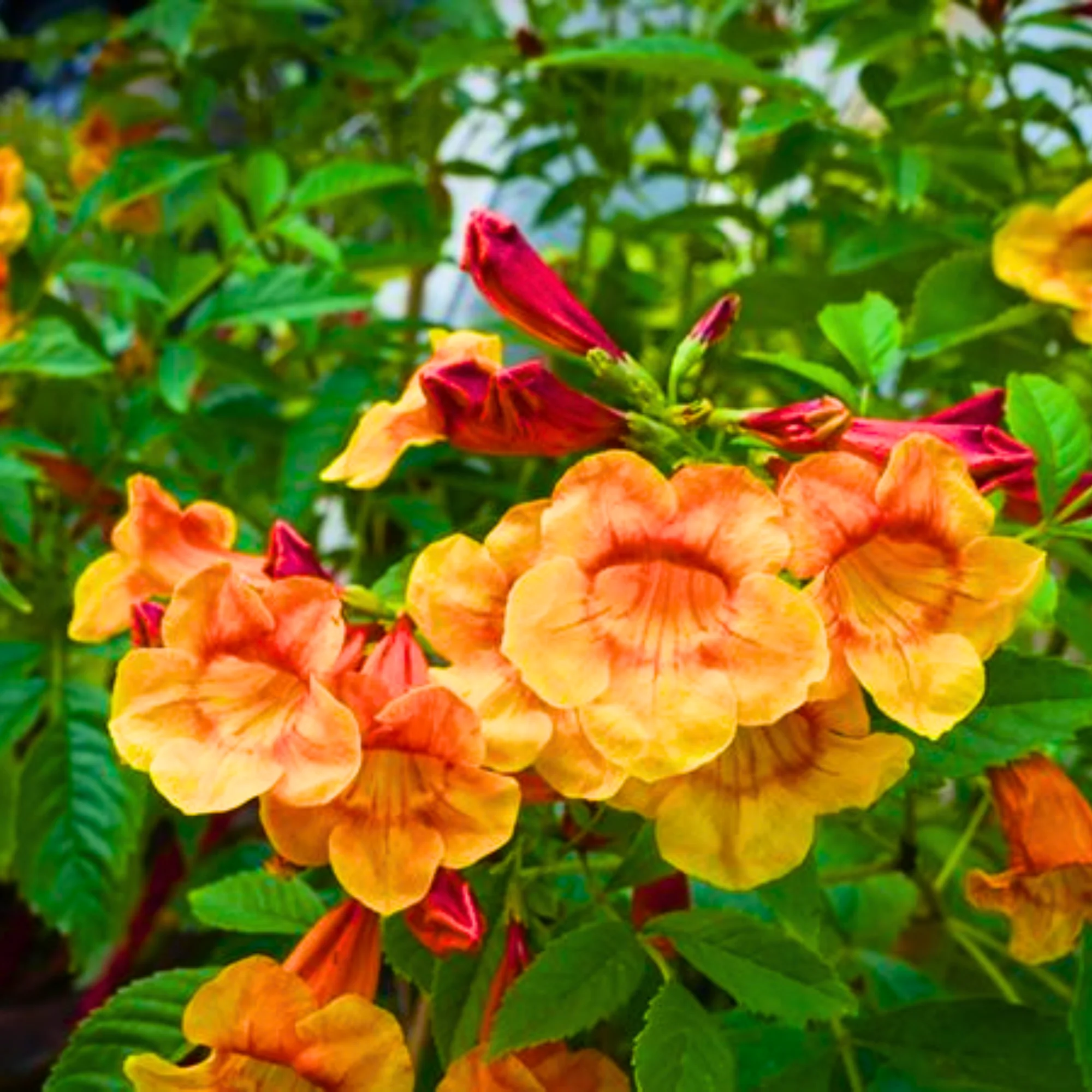 Tecoma Dwarf Orange plant - Image 3
