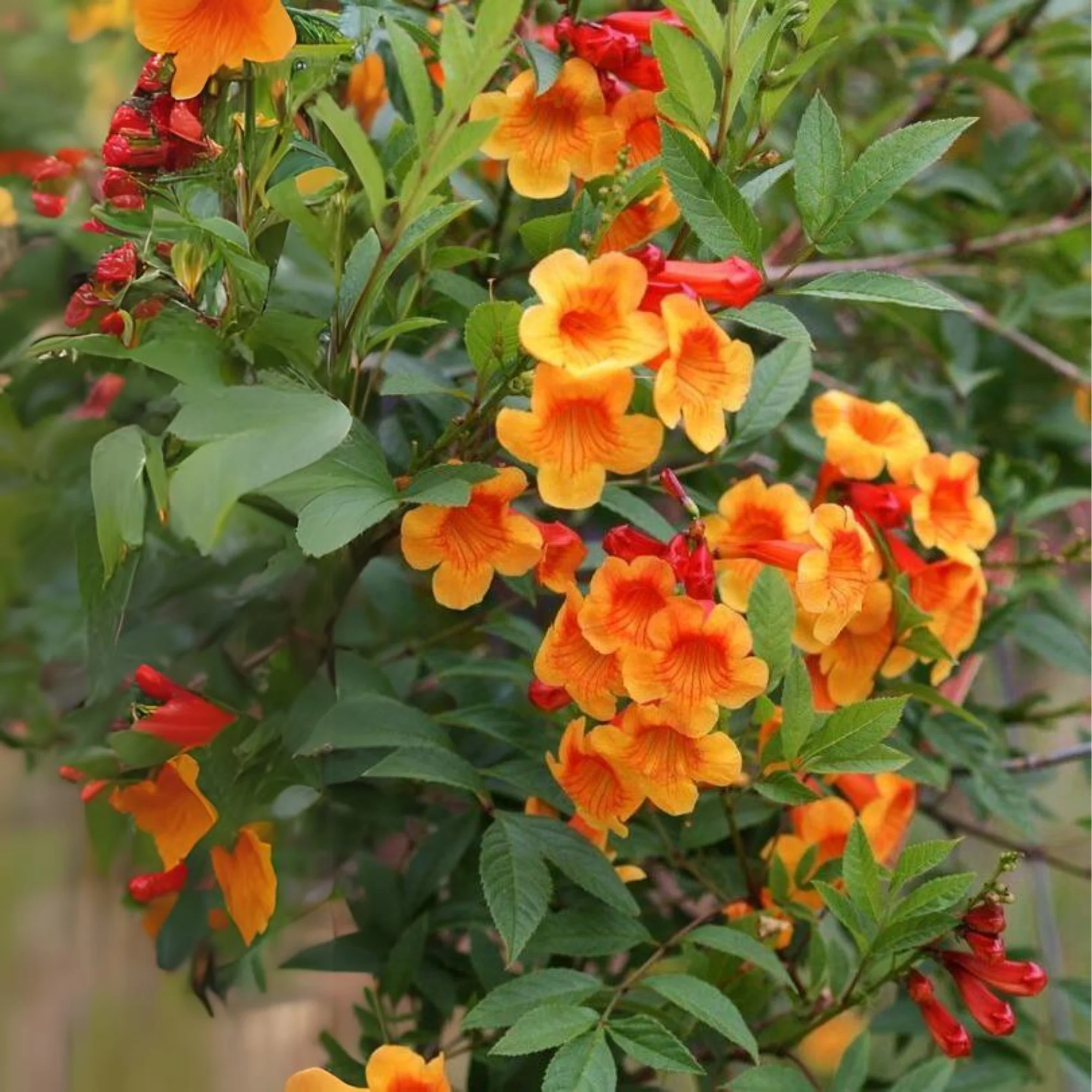 Tecoma Dwarf Orange plant - Image 4