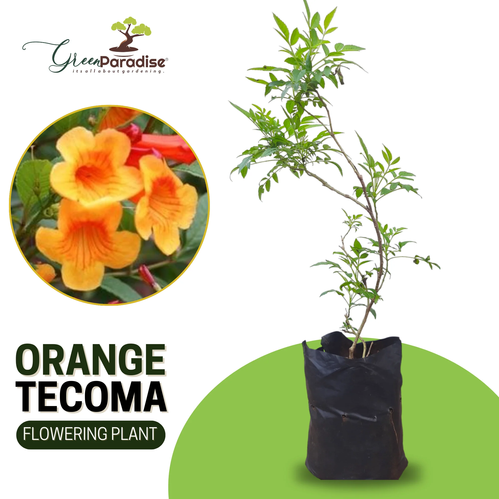 Tecoma Dwarf Orange plant - Image 5