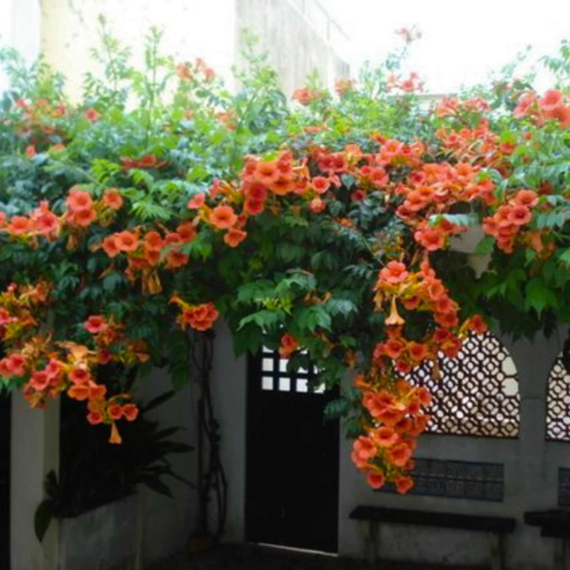 Campsis grandiflora Chinese Trumpet Creeper Orange Live Plant - Image 2