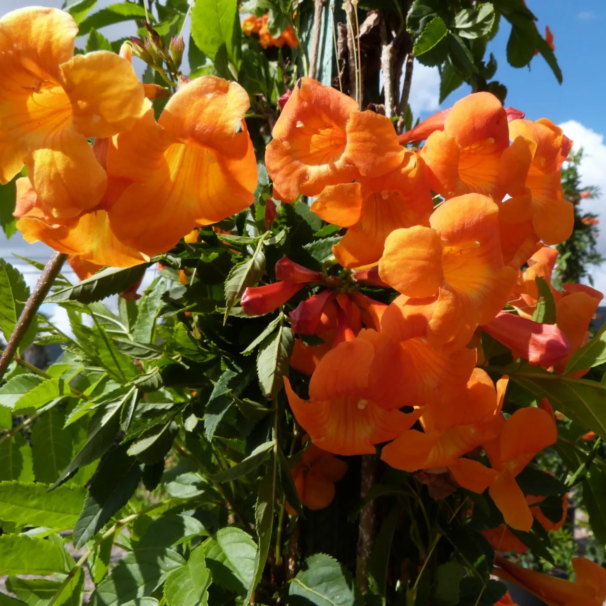 Campsis grandiflora Chinese Trumpet Creeper Orange Live Plant - Image 3