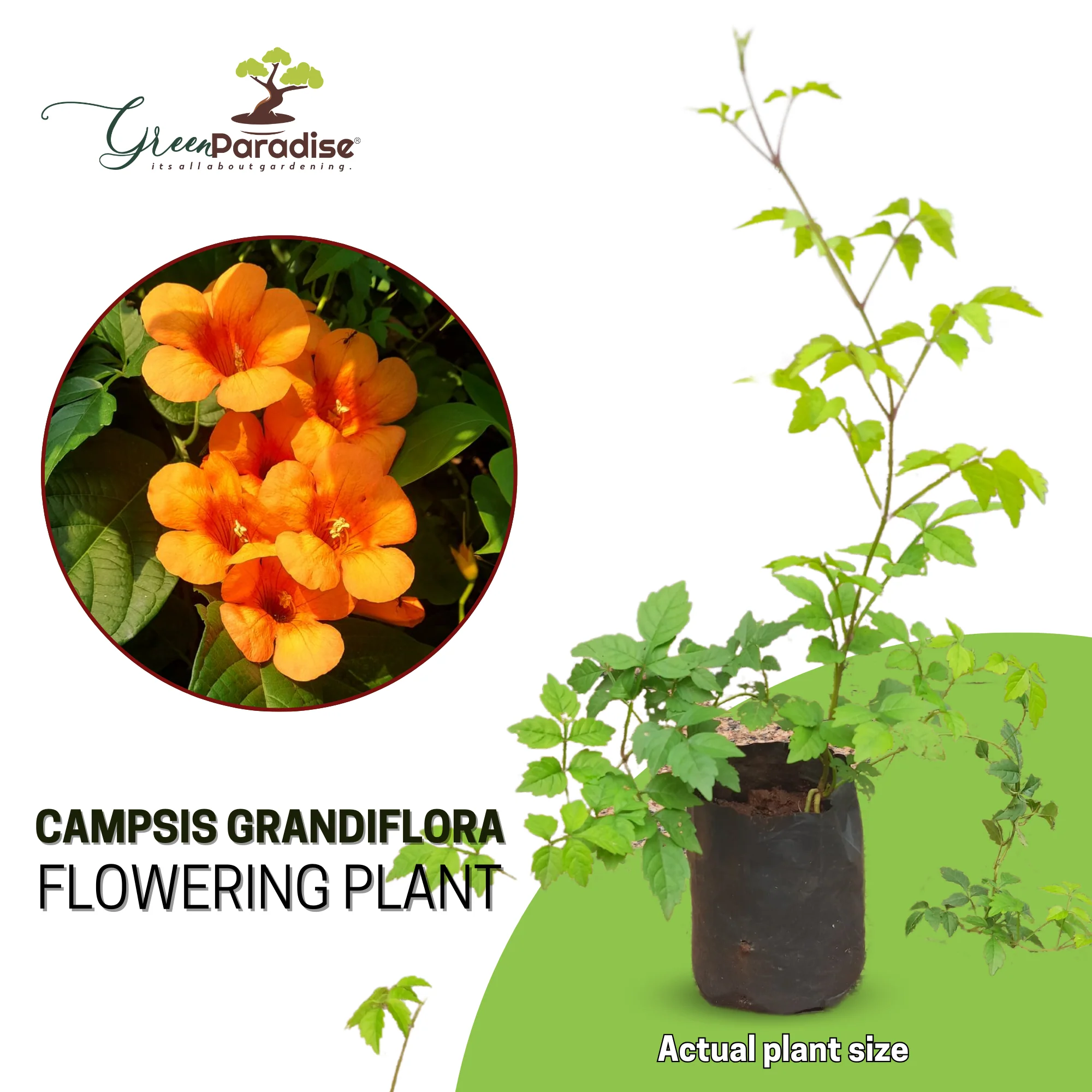 Campsis grandiflora Chinese Trumpet Creeper Orange Live Plant - Image 4