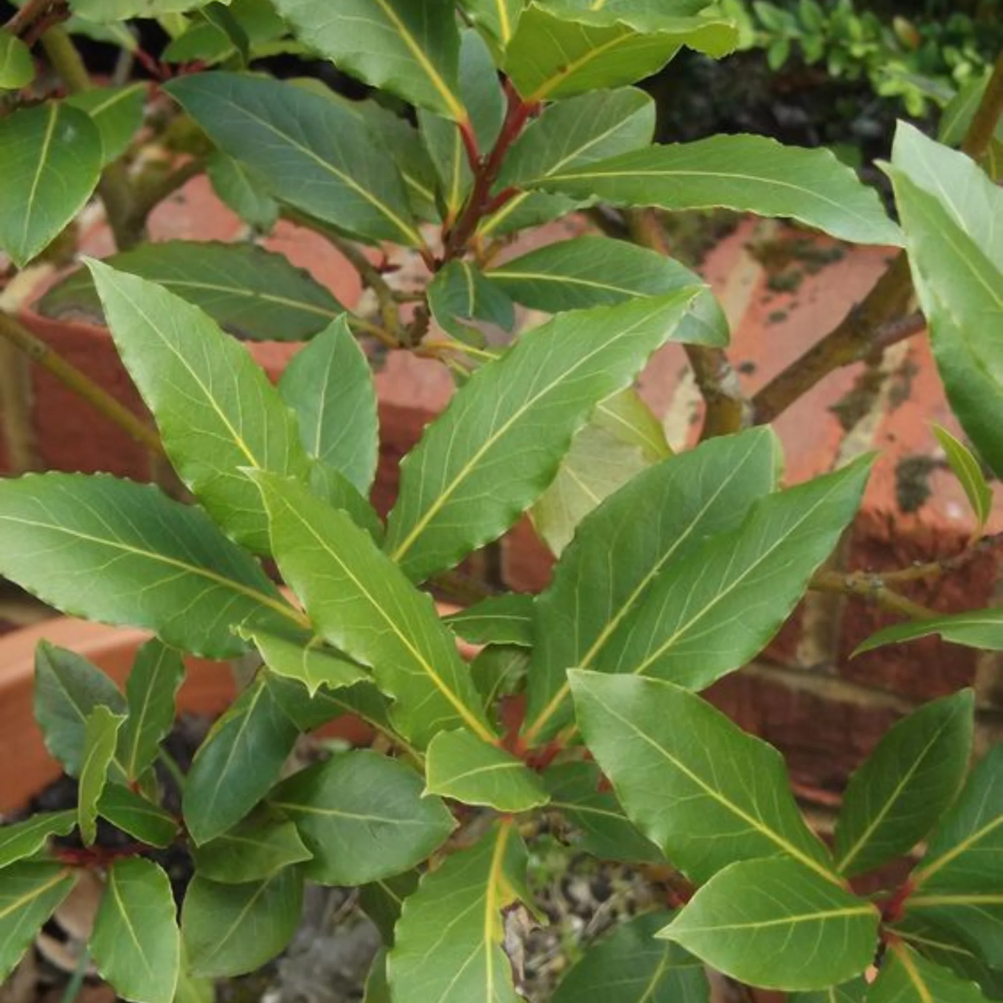 Tezpatta Bay leaves Plant