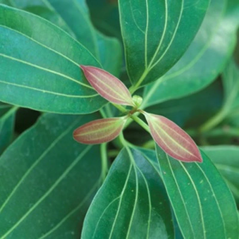 Tezpatta Bay leaves Plant - Image 2