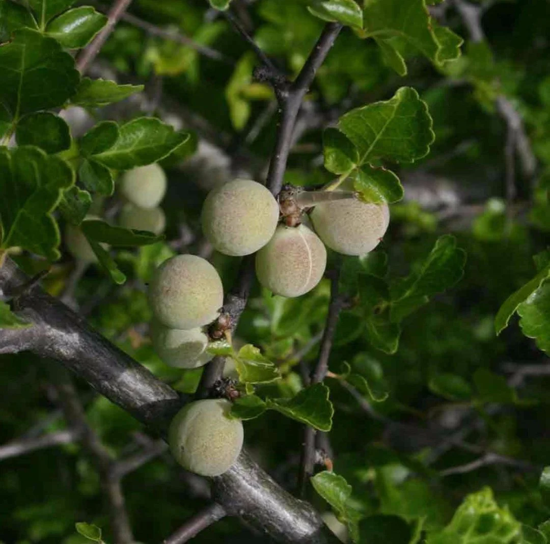 The Guggul plant - Image 3