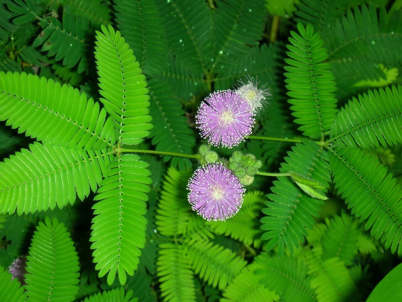 Touch me not Plant - Image 2