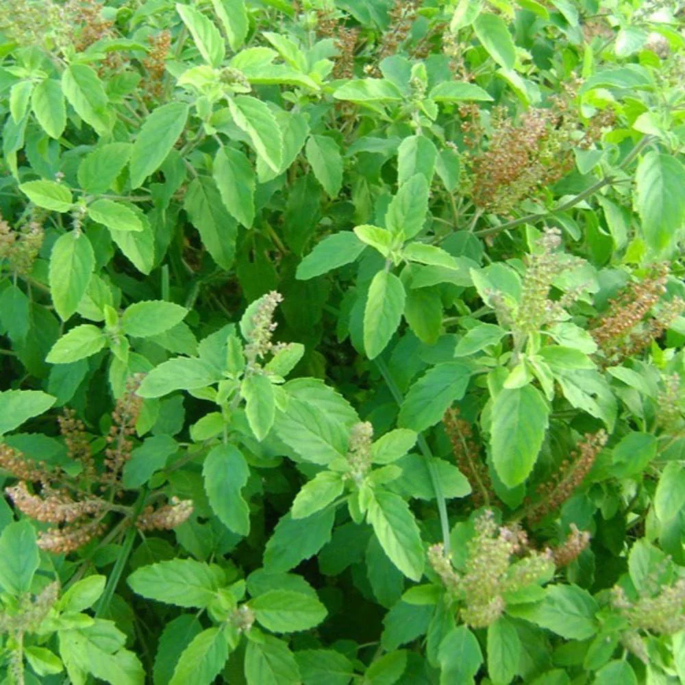Tulsi - Image 2