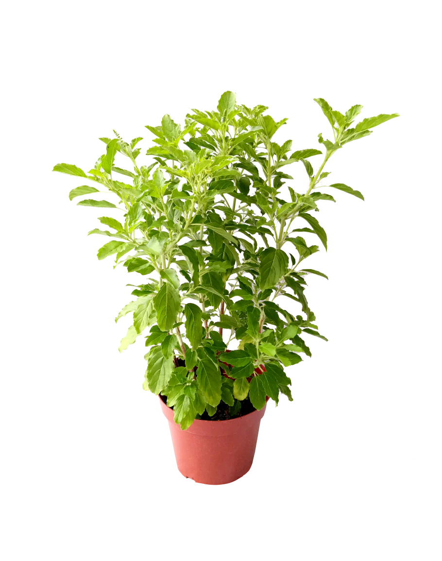 Tulsi - Image 3
