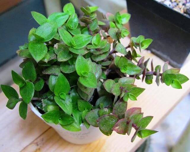 Green Paradise® Turtle Vine plant - Image 3