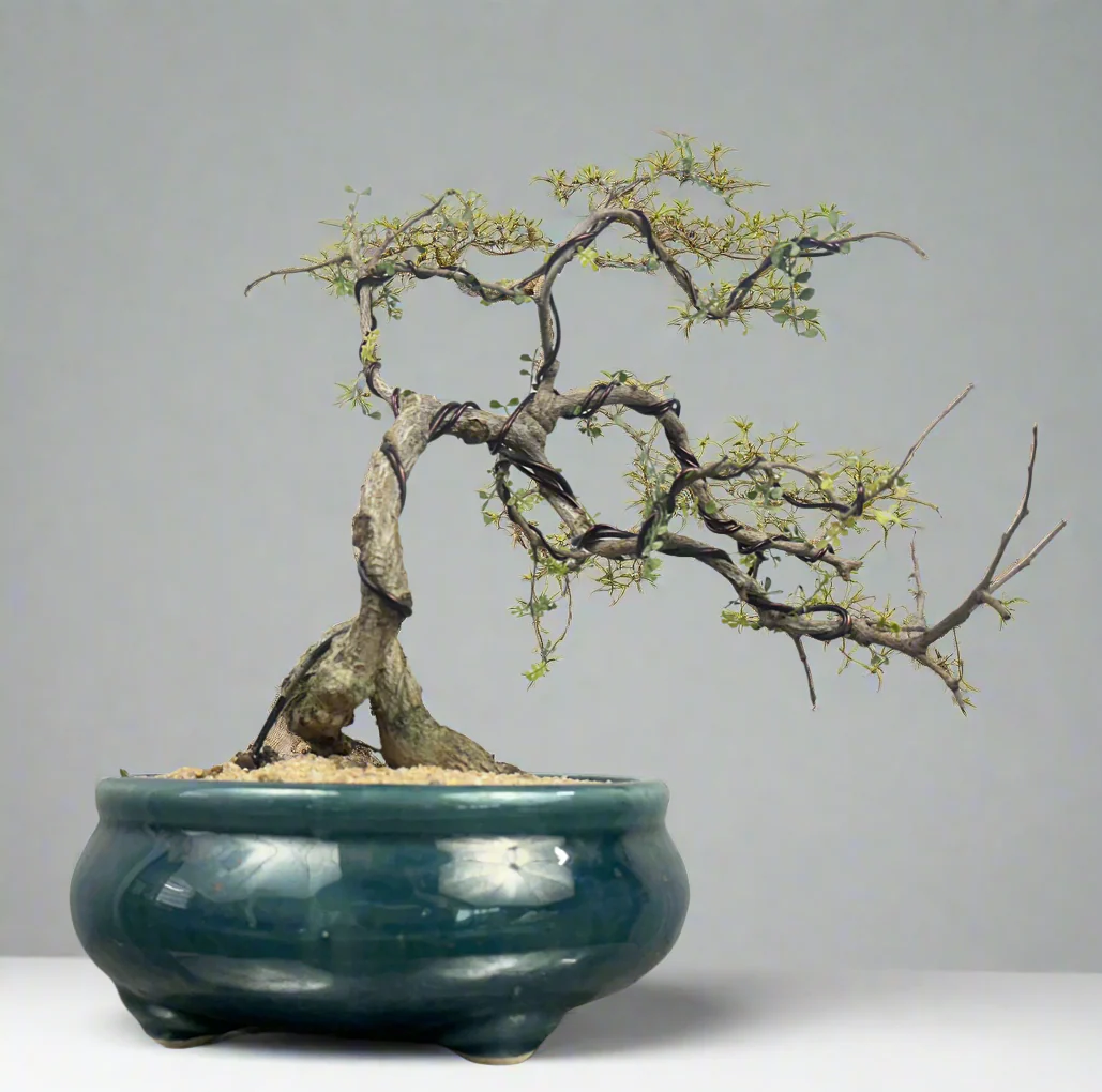 Green Paradise Operculicarya decaryi Bonsai tree mature tree