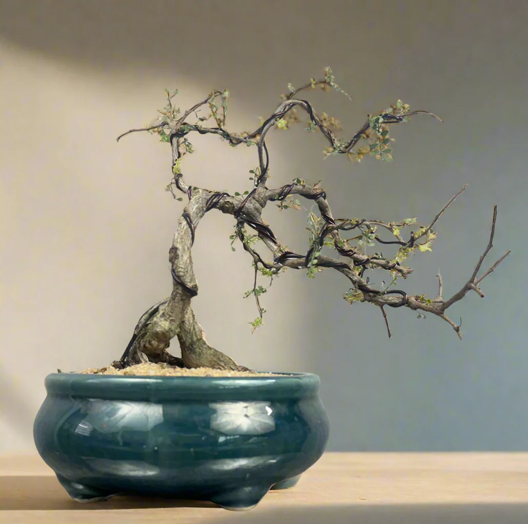 Green Paradise Operculicarya decaryi Bonsai tree mature tree - Image 3