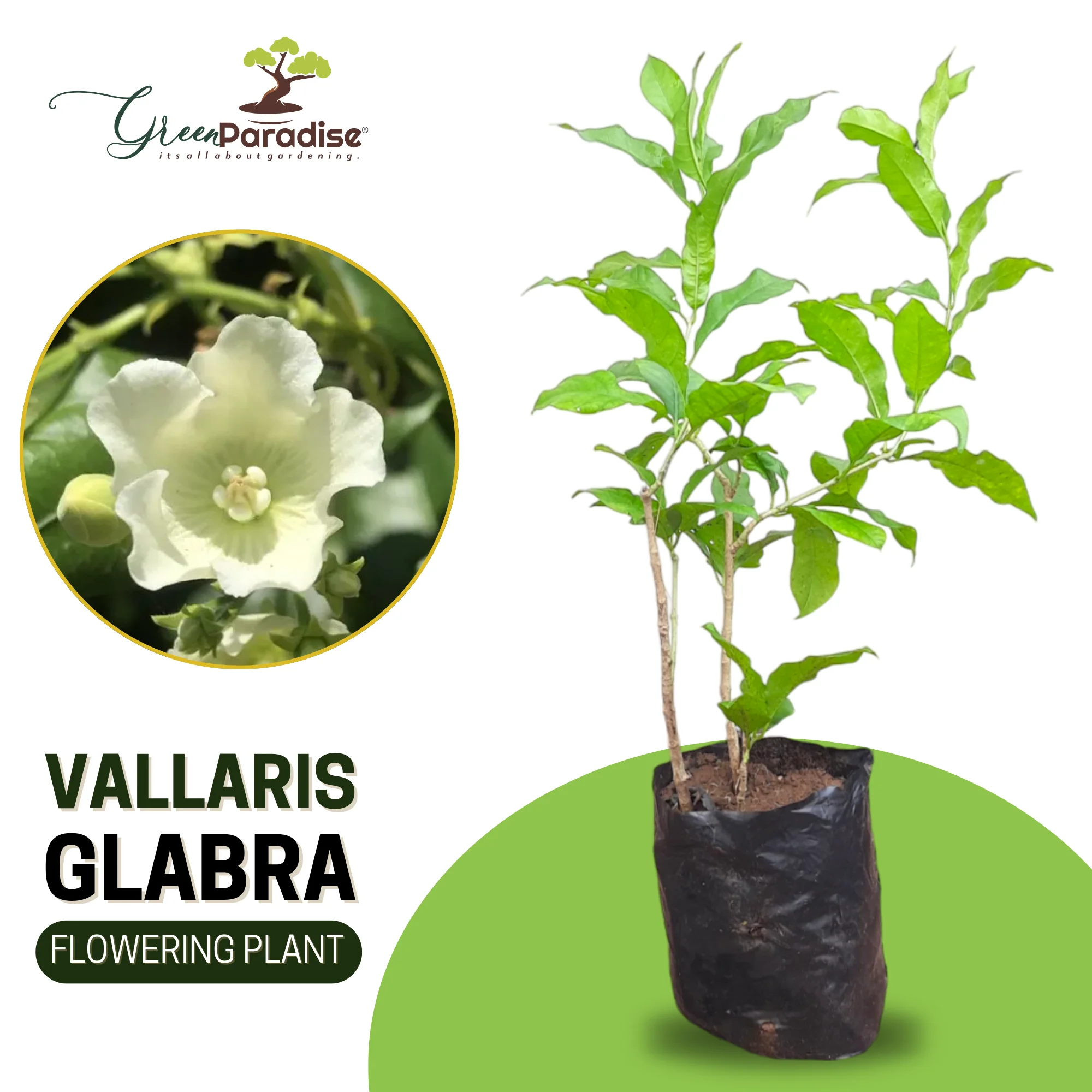Vallaris Glabra scented flowered vine live plant bread flower vine live plant - Image 5