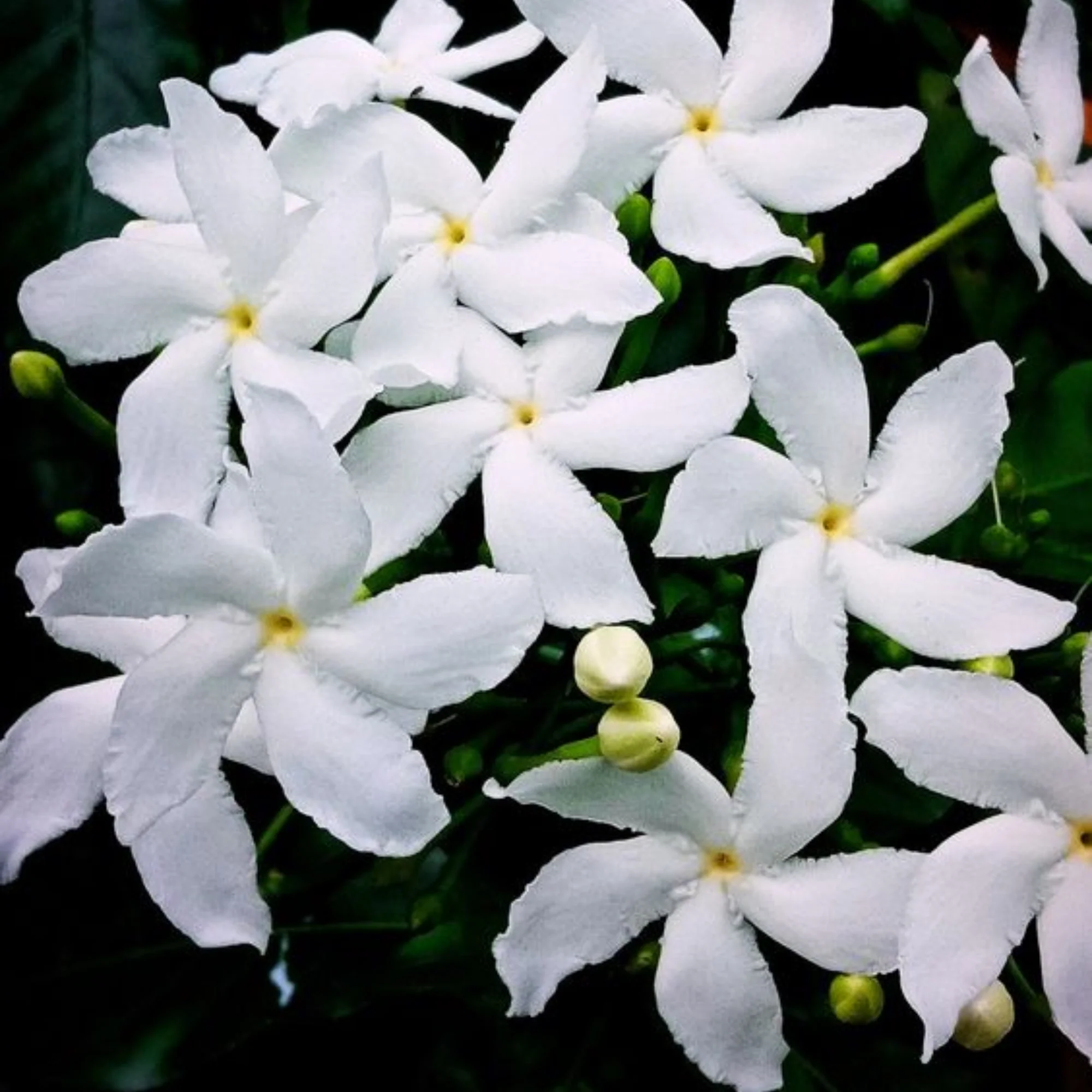 variegated tagar (crepe jasmine) live plant - Image 3