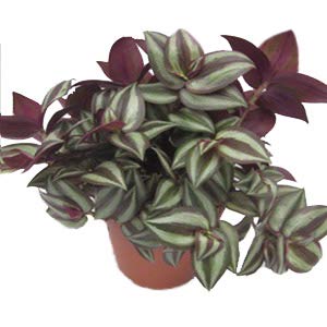 Wandering Jew Live Plant With Hanging Pot - Image 5