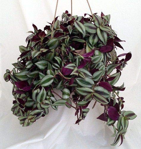 Wandering Jew Live Plant With Hanging Pot - Image 6