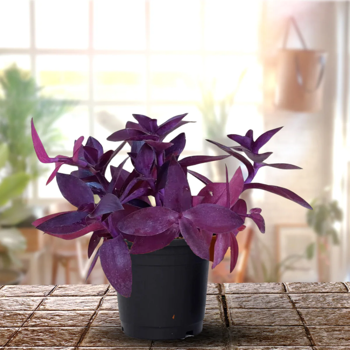 Wandering Jew, Tradescantia Pallida Purple Heart - Purple Queen Live Plant - Image 2