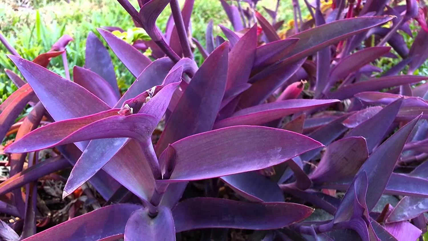 Wandering Jew, Tradescantia Pallida Purple Heart - Purple Queen Live Plant - Image 3