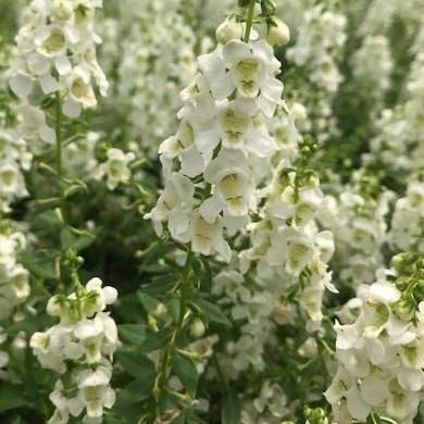 White Angelonia - Image 2