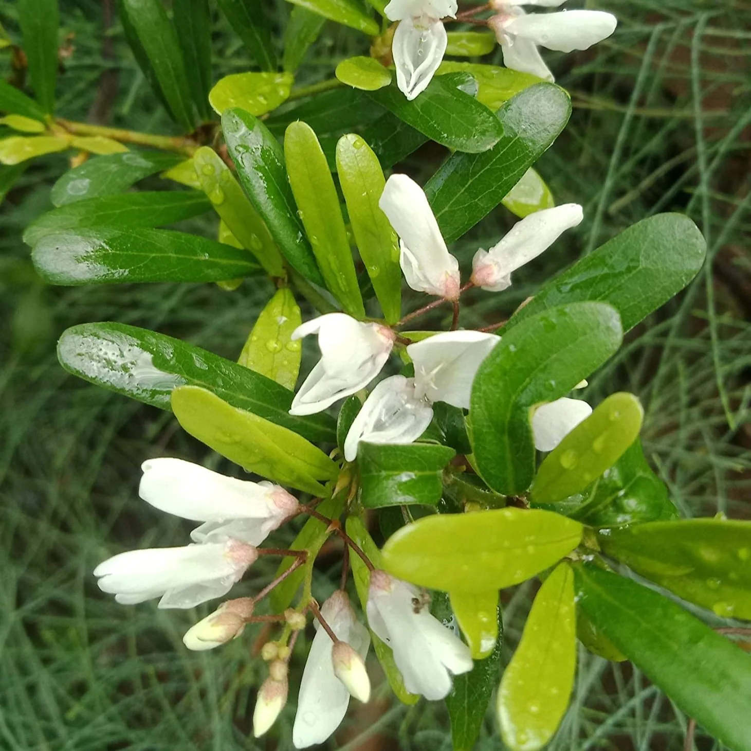 Green Paradise® Desmodium White Braya – Rare Live Sapling Plant for Home Garden & Outdoor Landscaping | Fast-Growing, Easy Maintenance - Image 2