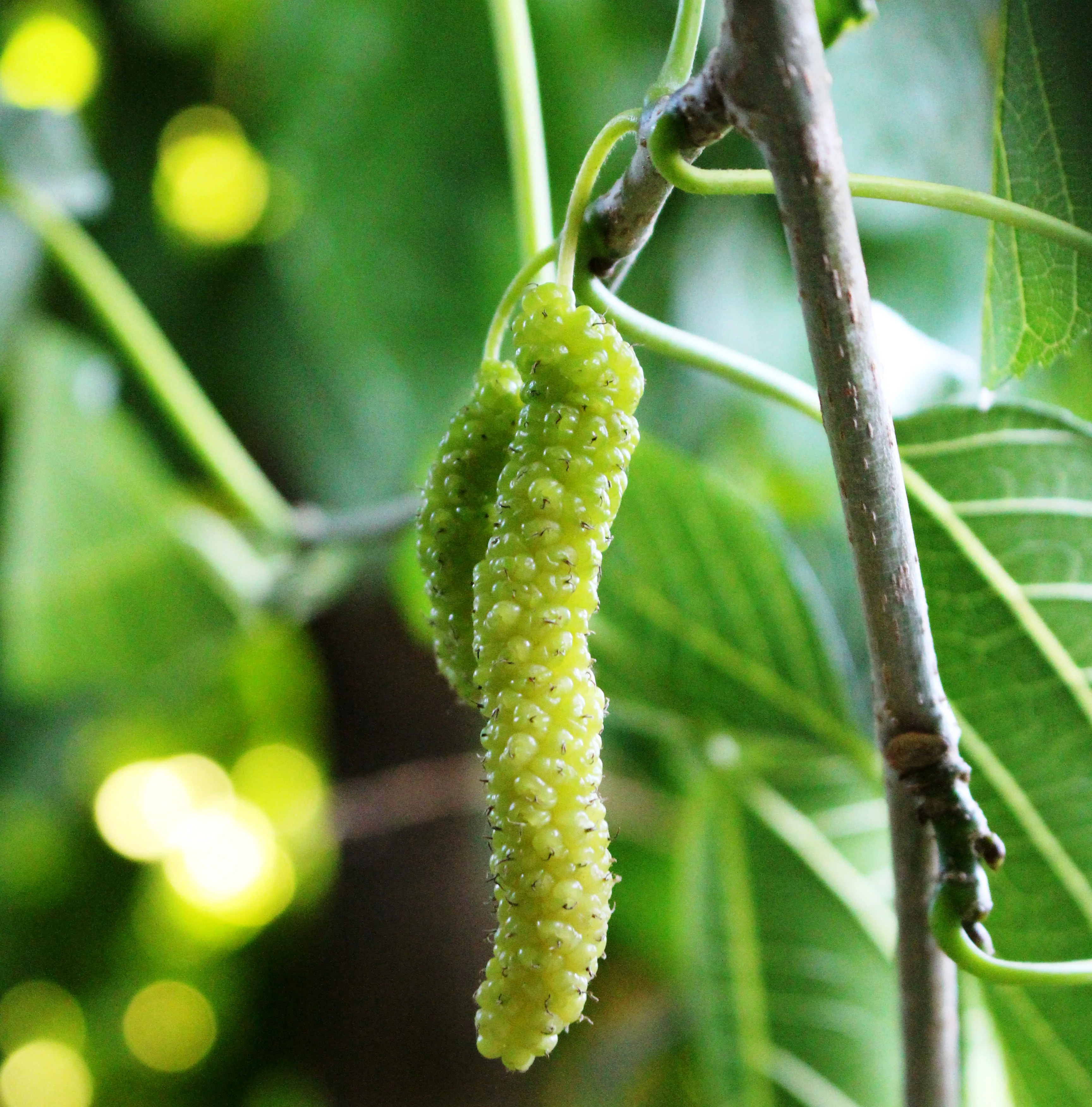 White Mulberry Live Plant Suitable For Bonsai - Image 2