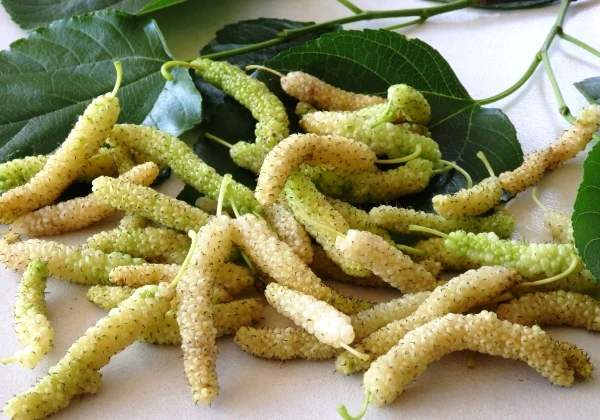 White Mulberry Live Plant Suitable For Bonsai - Image 3