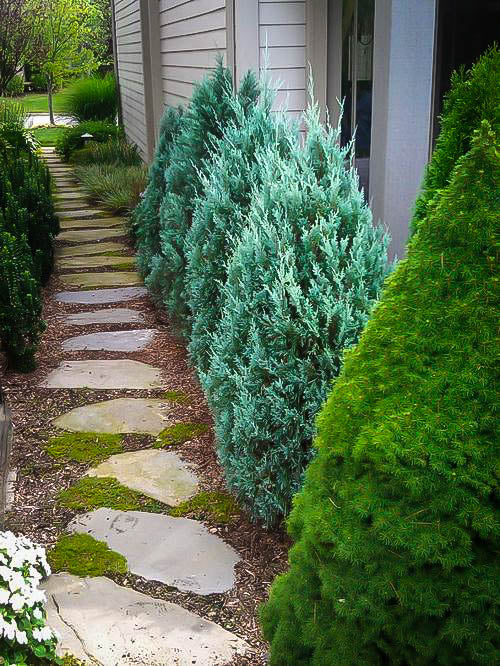 Green Paradise® Wichita Blue Juniper Live Plants - Image 2