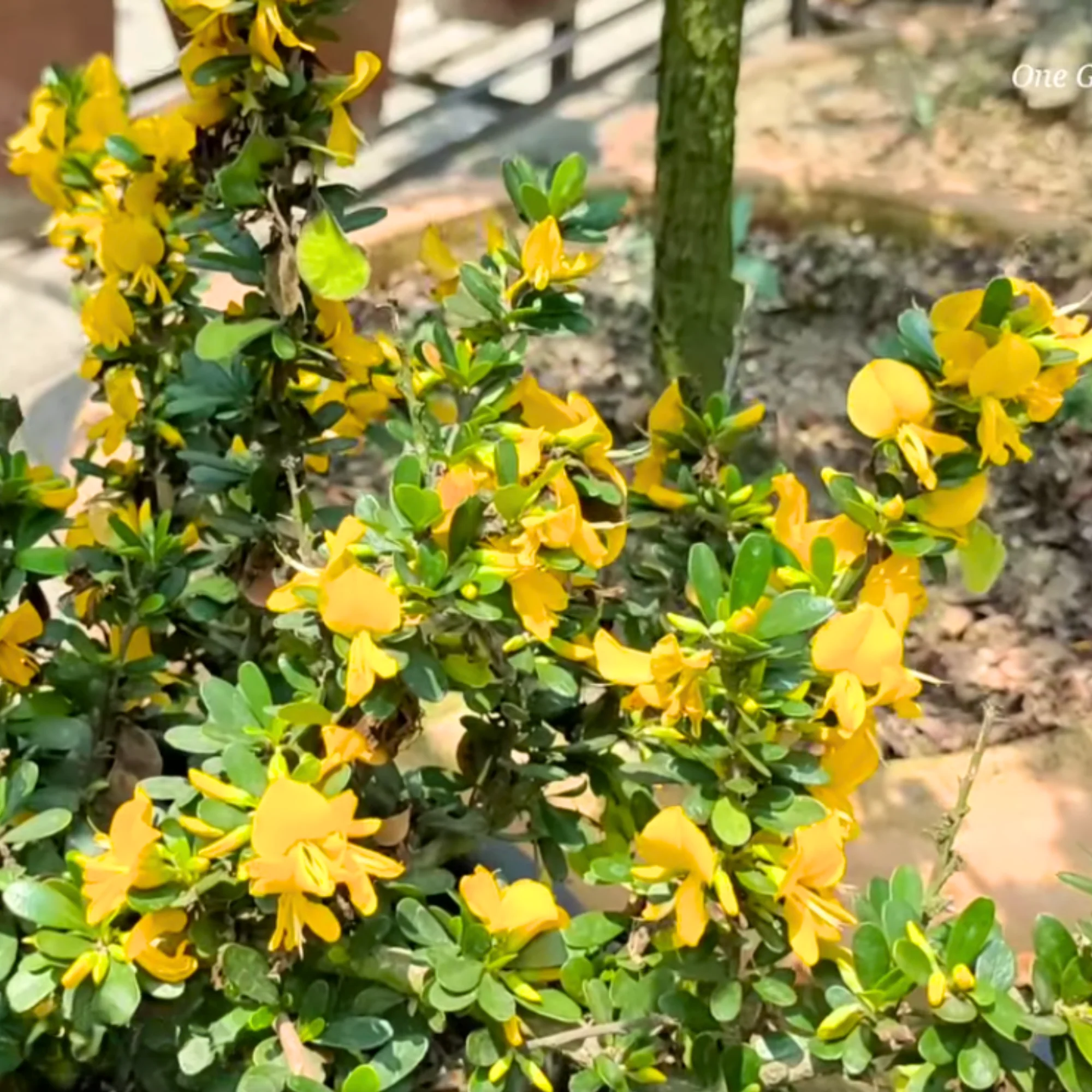 Yellow Braya Pre Bonsai Sapling Live Plant - Image 2