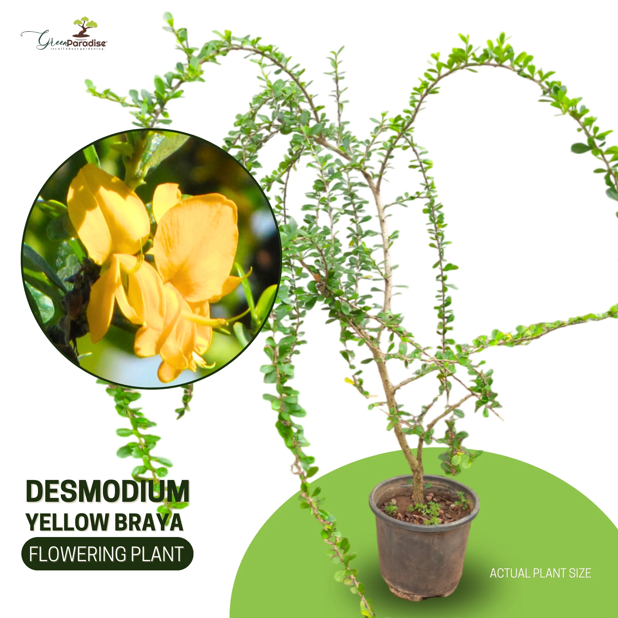 Yellow Braya Pre Bonsai Sapling Live Plant - Image 3
