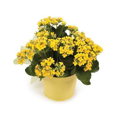 Yellow Kalanchoe Plant with pot - Image 2