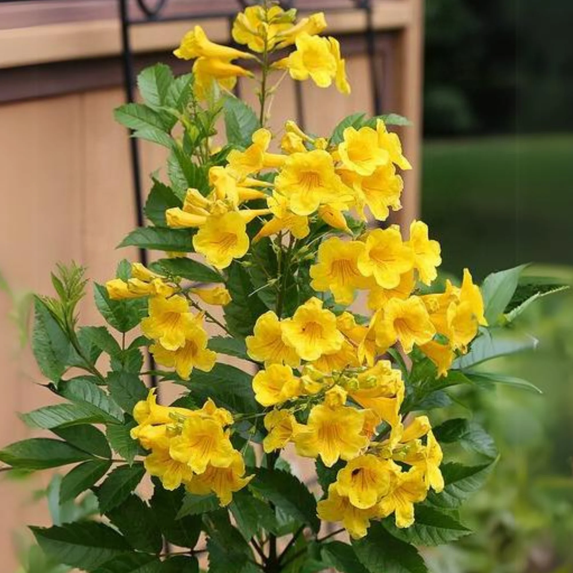 Yellow Tecoma Live plant - Image 2