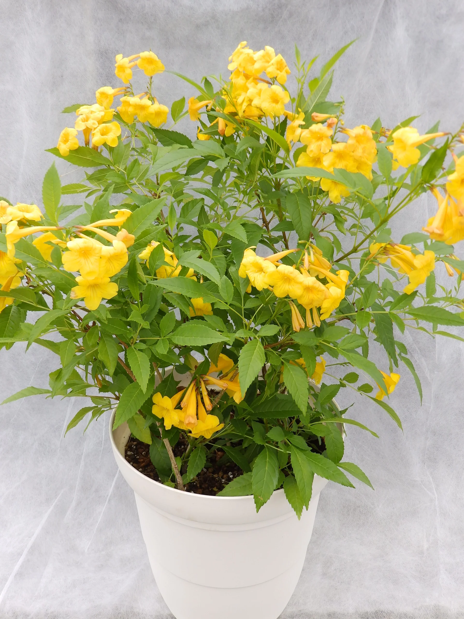 Yellow Tecoma Live plant - Image 6
