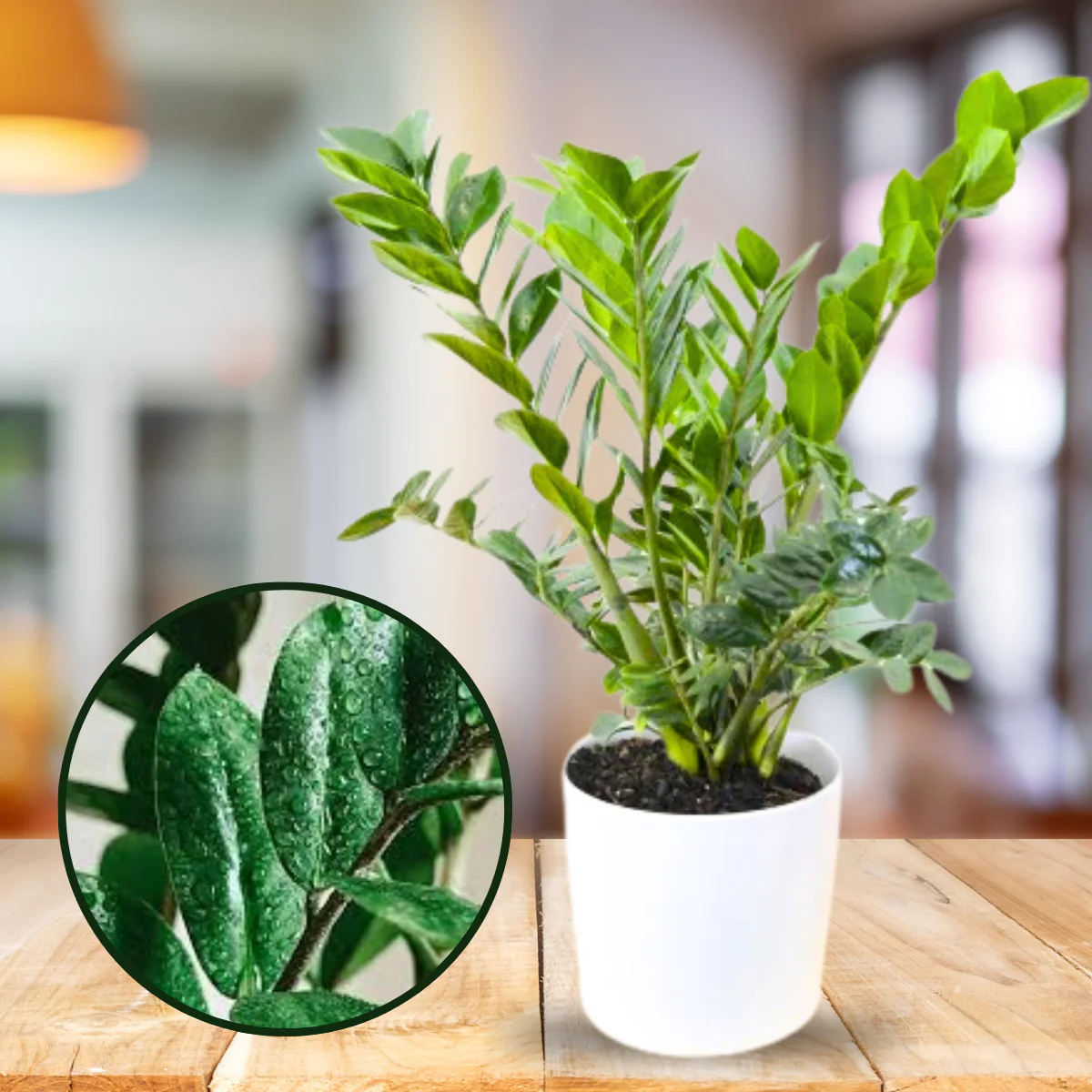 ZZ Zamioculcas Zamiifolia Live Plant - Image 3
